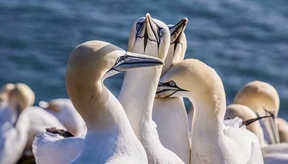 开云esports-伯明翰城取得三分，继续保级之路，伯明翰城市规划